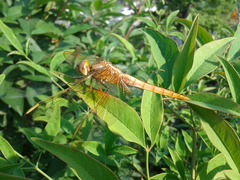 Crocothemis servilia mariannae