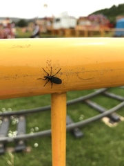 Bibio leucopterus