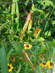 Crocothemis servilia mariannae