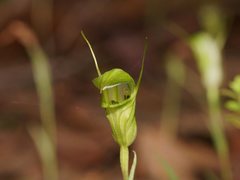 Pterostylis obtusa