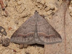 Nearcha tristificata