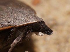 Nearcha tristificata