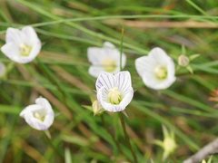 Gentianella cunninghamii