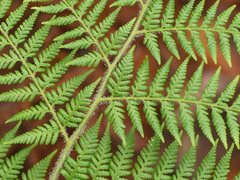 Dennstaedtia davallioides