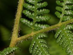 Dennstaedtia davallioides