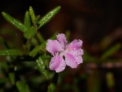 Coopernookia barbata