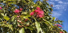Corymbia ptychocarpa