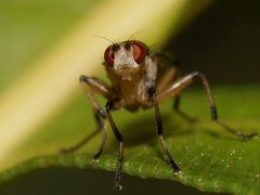 Tapeigaster paramonovi