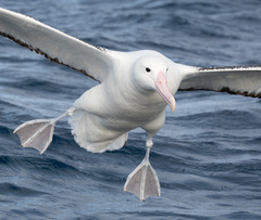 Southern Royal Albatross photo 5