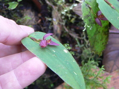 Pleurothallis deflexa
