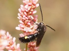 Laeviscolia frontalis