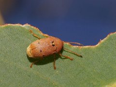 Cadmus excrementarius