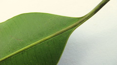 Aspidosperma spruceanum