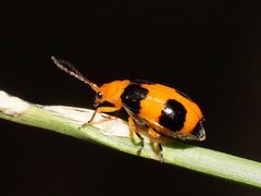 Aulacophora hilaris