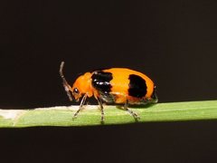 Aulacophora hilaris