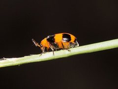 Aulacophora hilaris