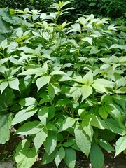 Scopolia carniolica