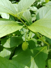 Scopolia carniolica