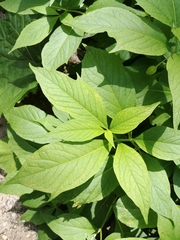 Scopolia carniolica