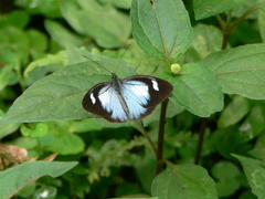 Leptophobia caesia