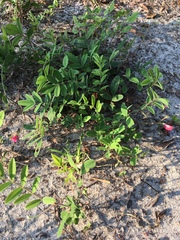 Tephrosia virginiana