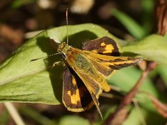 Ocybadistes walkeri sothis