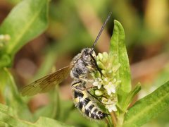 Radumeris tasmaniensis