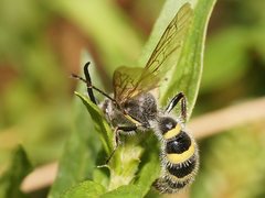Radumeris tasmaniensis