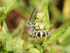 Radumeris tasmaniensis