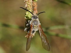 Radumeris tasmaniensis