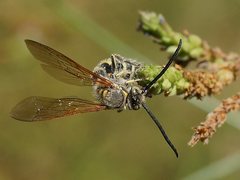 Radumeris tasmaniensis