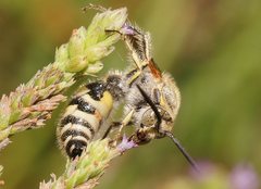 Radumeris tasmaniensis