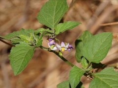 Solanum