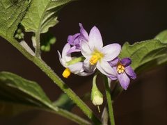 Solanum