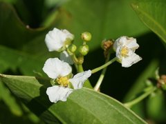 Sagittaria platyphylla