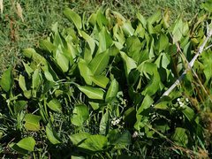 Sagittaria platyphylla