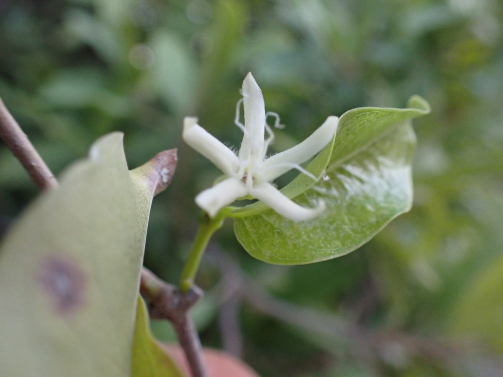 Pentopetia androsaemifolia