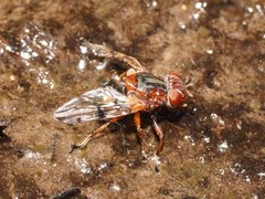 Lamprogaster relucens