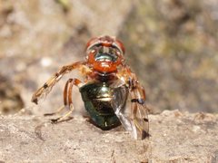 Lamprogaster relucens