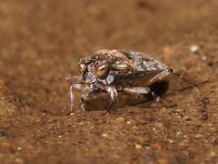 Ochterus