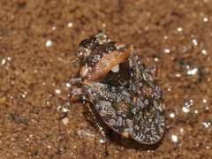 Ochterus