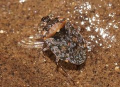 Ochterus