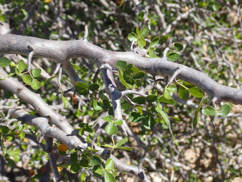 Commiphora sinuata H.Perrier 2