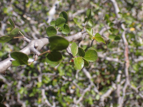 Commiphora sinuata H.Perrier 3