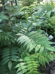 Sorbaria