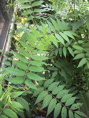 Sorbaria
