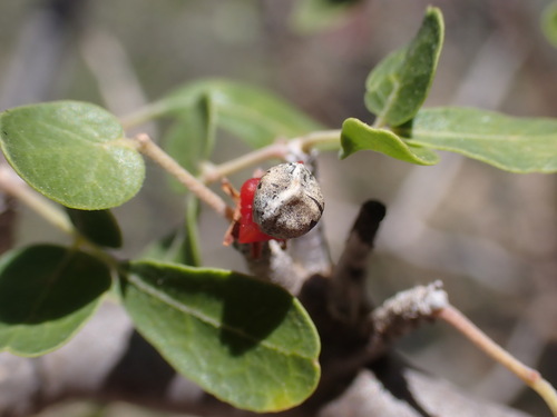 Commiphora sinuata H.Perrier 4