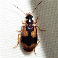 Lebia fuscata