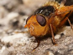 Microtropesa sinuata