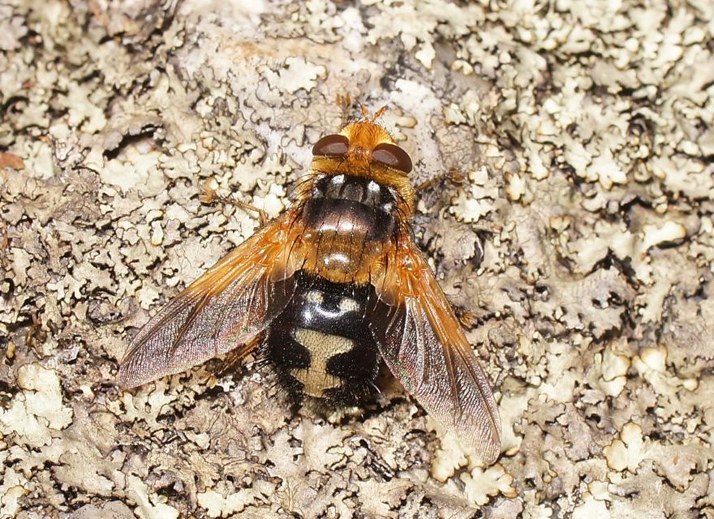 Microtropesa sinuata